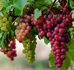 العنب فاكهة تدعم صحة الجسم