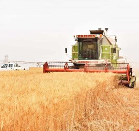 العراق يشرع بحصاد مليون و300 الف دونم من محصول القمح