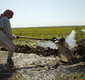 الزراعة: أعددنا خطة لزراعة 4 محاصيل أساسية