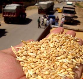 التجارة: كميات الحنطة المسوقة تجاوزت 227 ألف طن