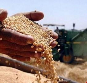 الانبار تكشف عن خزينها من الحنطة وقرارات تخص المزارعين