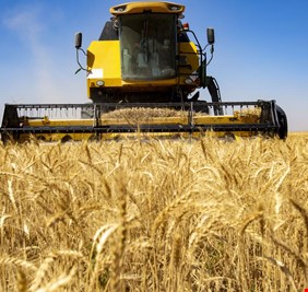 صدور قرار فوري باستلام كامل محصول الحنطة في ديالى