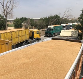 التجارة تعلن كميات الحنطة المسوقة من الفلاحين