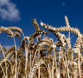 المجاعة تهدد العالم .. حالة استنفار بسبب ارتفاع أسعار القمح 