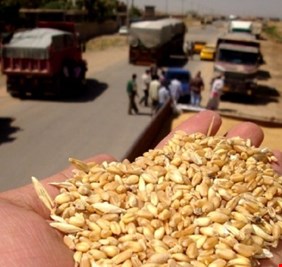 المجلس الوزاري للاقتصاد يصوت على زيادة سعر شراء محصول الحنطة