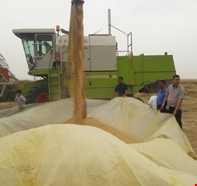 التجارة تعلن ارتفاع كميات الحنطة المسوقة