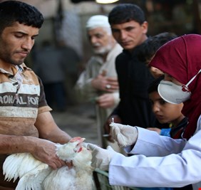 تفشي إنفلونزا الطيور في العراق.. ووزارة الزراعة تنفي 