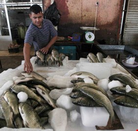 الزراعة: 3 أسباب لارتفاع أسعار الأسماك في الأسواق وتحركنا بمستويين