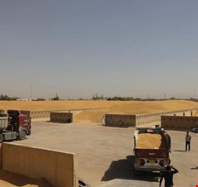 الزراعة توجه دعوة للفلاحين بشأن محصول الحنطة وتؤكد توفر مستحقاتهم