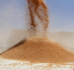 الانبار تعلن تسويق 20 الف طن من محصول الحنطة في المناطق الغربية