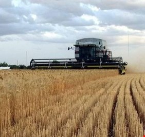 التجارة تعلن الكميات المسوقة من الحنطة خلال العام الجاري