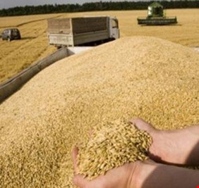 التجارة: تسويق مايزيد عن مليوني طن من الحنطة