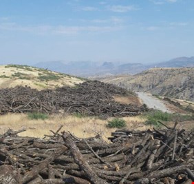 بعد قطعها المياه.. هل تنهب الشركات التركية الاشجار النادرة  من العراق فعلاً ؟