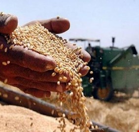 باكثر من 120 الف طن.. بابل تنهي موسم تسويق الحنطة والشعير