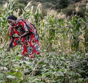 تحذير أممي: 345 مليونا يعانون من انعدام الأمن الغذائي الحاد
