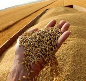العراق يرصد 200 مليون دولار لشراء القمح من ثلاث دول