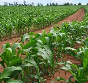 ميسان الخير والجمال تقدم نموذجاً راقياً للعطاء والإبداع .. مزارع من ناحية المشرح يستصلح 1200 دونم بطريقة تثير الفخر والإعجاب