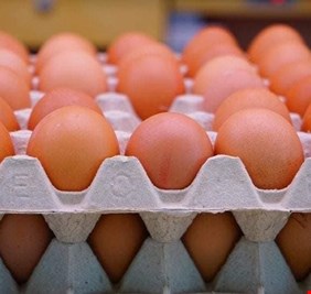 64 مليون بيضة في شهر.. زراعة البصرة تكشف 