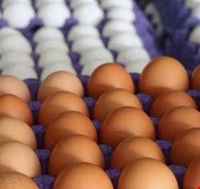 ايران تجيز تصدير كافة منتجات الدجاج للعراق