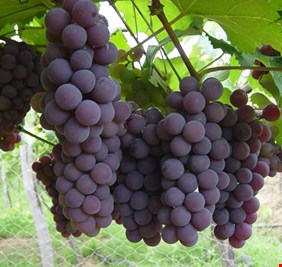 ديالى تفقد  خامس اكبر مزرعة عنب في العراق