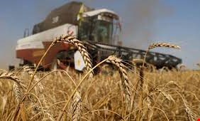 ارتفاع أسعار القمح بعد انسحاب روسيا من صفقة الحبوب