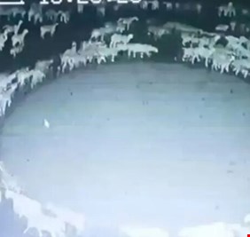 بسبب البكتيريا .. قطيع أغنام في الصين يسير دائريا منذ أسبوعين