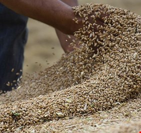 التجارة العراقية تتعاقد لشراء 300 ألف طن حنطة من مناشئ أسترالية وكندية