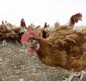 اليابان.. إتلاف 17 ألف دجاجة بسبب إنفلونزا الطيور