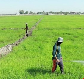 الحكومة العراقية تقرر زيادة المساحة الزراعية للموسم الحالي