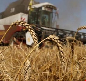 بشرى أوكرانية لسلات الغذاء العالمية.. إنتاج وفير من الحبوب