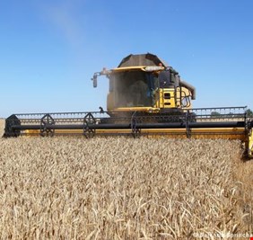 أسعار القمح تتراجع لأدنى مستوياتها خلال العام الحالي