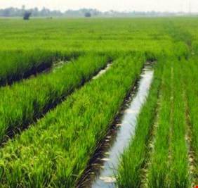 مجلس الوزراء يوافق على إطلاق تعويضات محصول الشلب لثلاث محافظات