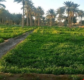 الموارد المائية: سيتم الاستفادة من مياه الأمطار بزيادة الإطلاقات المائية باتجاه الأهوار