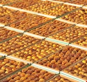 العراق يصدر 60 مادة لكل دول العالم