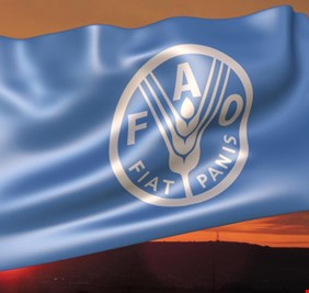 فاو تؤشر تراجع أسعار الغذاء عالمياً