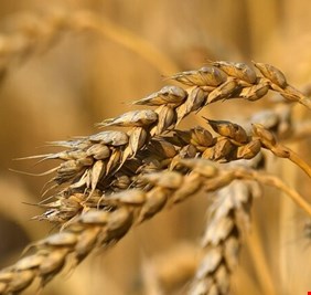 الاتحاد الأوروبي مستعد لتوسيع الحظر على استيراد منتجات غذائية من أوكرانيا