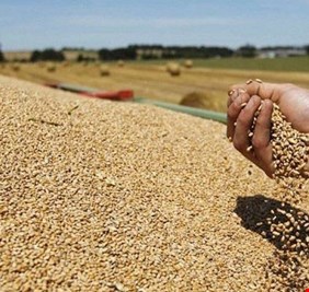 العراق يتوقع تحقيق الإكتفاء الذاتي من محصول القمح