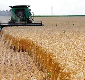 التجارة تعلن كميات الحنطة المسوقة في سلة العراق الغذائية