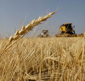 آثار تأخر الموازنة تمتد الى الحنطة وتهدد موسم التسويق