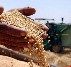 العراق يعلن خزن 5 ملايين طن من القمح و يعلن الإكتفاء الذاتي