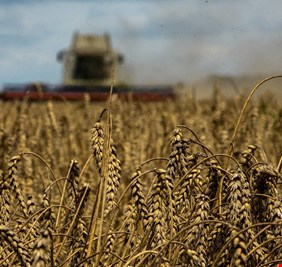 عالمياً.. أسعار القمح تواصل الارتفاع