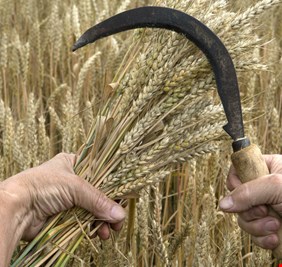 أسعار القمح تسجل أعلى مستوى لها في 5 أشهر