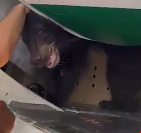 السوداني يدخل على حادثة (الدب) و يوجه بإجراء تحقيق عاجل