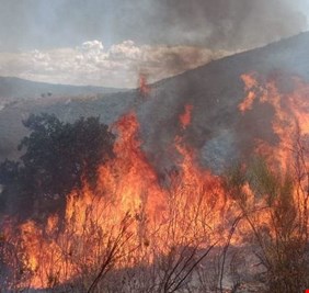 الجزائر: تضرّر 41 ألف هكتار من الغابات نتيجة الحرائق