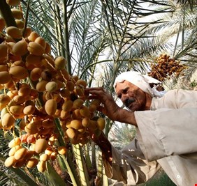 التجارة تعلن عن ارقام قياسية لإجازات تصدير التمور خلال 2023