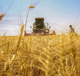 التجارة: خزين الحنطة يسدّ الحاجة المحلية حتى موسم الحصاد المقبل
