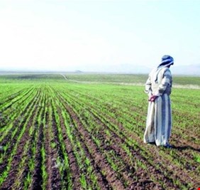 انطلاق عمليات البذار لمحصولي الحنطة والشعير في الأنبار