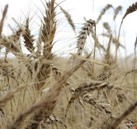 الذرة تختتم 2023 متراجعة 31%... والقمح والصويا يهبطان