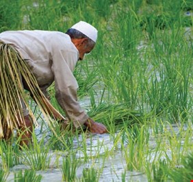 خطة حكومية للتوسع في زراعة الشلب