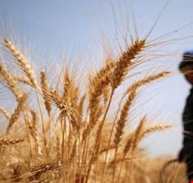 العراق يتوقع اكتفاءً ذاتياً من القمح
